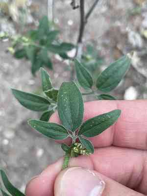 Sticky florestina(Florestina tripteris)