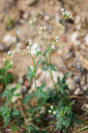 Sticky florestina(Florestina tripteris)
