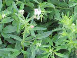 Sticky florestina(Florestina tripteris)