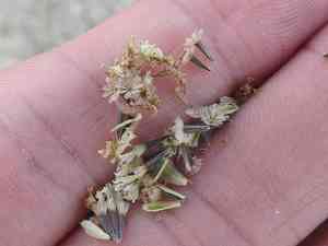 Sticky florestina(Florestina tripteris)