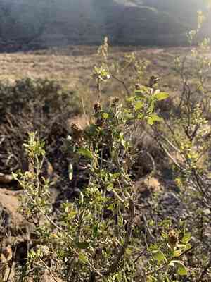 American tarwort(Flourensia cernua)