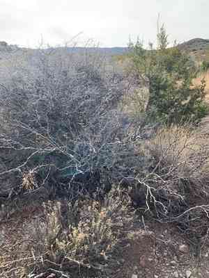 American tarwort(Flourensia cernua)