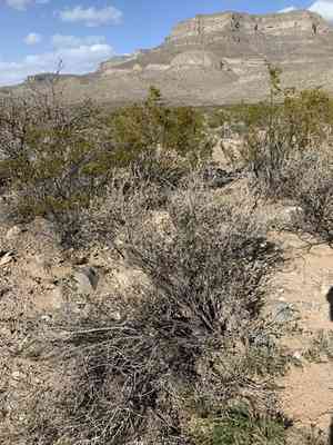 American tarwort(Flourensia cernua)