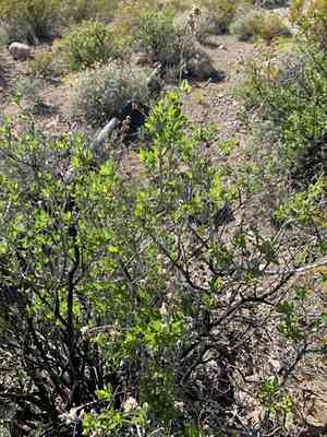 American tarwort(Flourensia cernua)