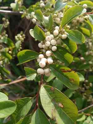 Common bushweed(Flueggea virosa)