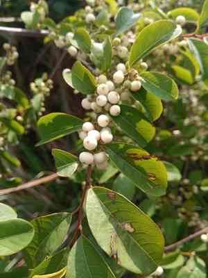 Common bushweed(Flueggea virosa)