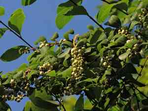 Common bushweed(Flueggea virosa)