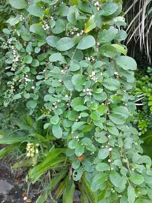 Common bushweed(Flueggea virosa)