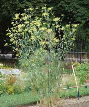 Sweet fennel(Foeniculum vulgare)