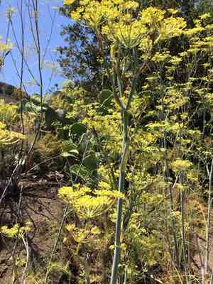 Sweet fennel(Foeniculum vulgare)