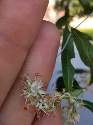 Fontanesia(Fontanesia fortunei)