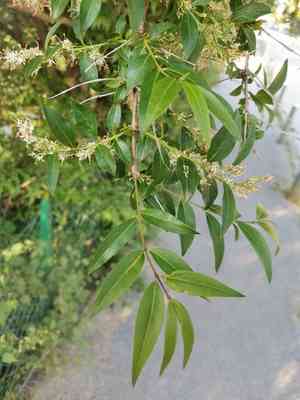 Fontanesia(Fontanesia fortunei)