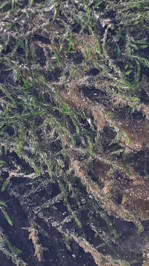 Common water moss(Fontinalis antipyretica)