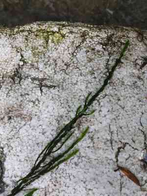Common water moss(Fontinalis antipyretica)