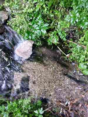 Common water moss(Fontinalis antipyretica)