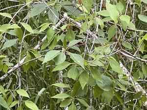 Eastern Swamp Privet(Forestiera acuminata)