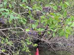 Eastern Swamp Privet(Forestiera acuminata)