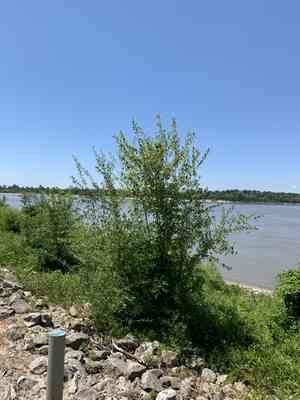 Eastern Swamp Privet(Forestiera acuminata)