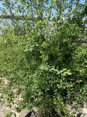 Eastern Swamp Privet(Forestiera acuminata)