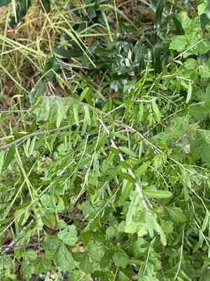 Texas swampprivet(Forestiera angustifolia)