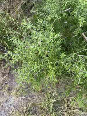Texas swampprivet(Forestiera angustifolia)