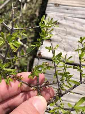 Texas swampprivet(Forestiera angustifolia)