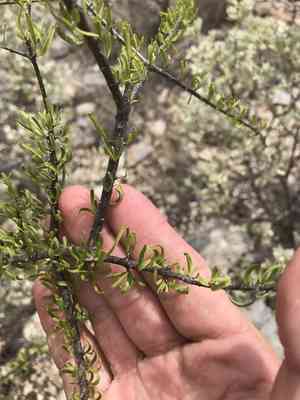 Texas swampprivet(Forestiera angustifolia)