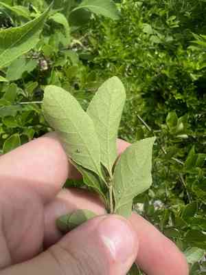 Upland swamp privet(Forestiera ligustrina)