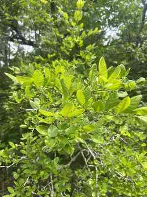 Upland swamp privet(Forestiera ligustrina)