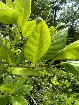 Upland swamp privet(Forestiera ligustrina)