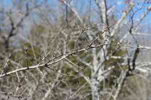Upland swamp privet(Forestiera ligustrina)