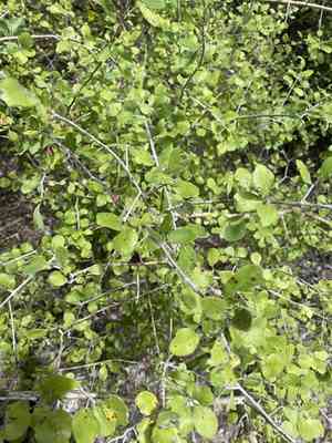 Desert olive(Forestiera pubescens)