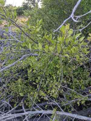 Desert olive(Forestiera pubescens)