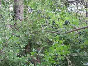 Desert olive(Forestiera pubescens)