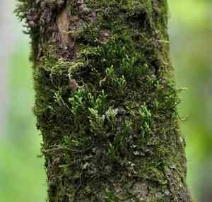 Forsstroemia moss(Forsstroemia trichomitria)