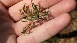 Forsstroemia moss(Forsstroemia trichomitria)