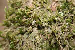 Forsstroemia moss(Forsstroemia trichomitria)