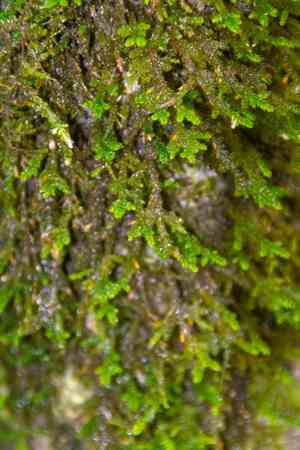 Forsstroemia moss(Forsstroemia trichomitria)