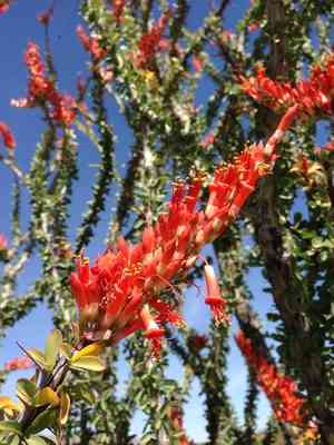 Ocotillo(Fouquieria splendens)