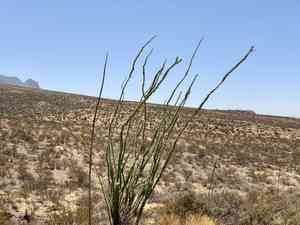 Ocotillo(Fouquieria splendens)