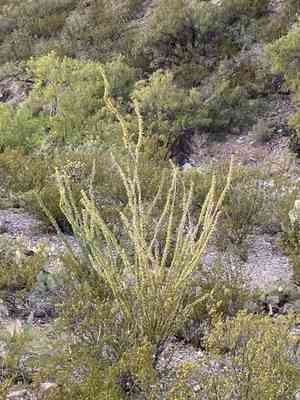 Ocotillo(Fouquieria splendens)