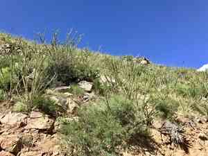 Ocotillo(Fouquieria splendens)