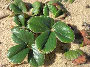 Beach strawberry(Fragaria chiloensis)