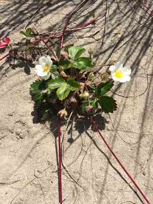 Beach strawberry(Fragaria chiloensis)