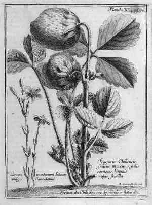 Beach strawberry(Fragaria chiloensis)