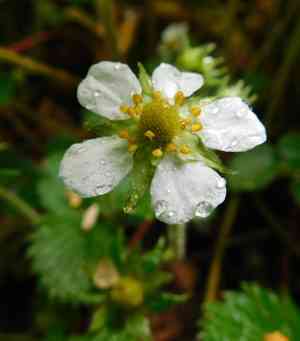 Fragaria moupinensis(Fragaria moupinensis)
