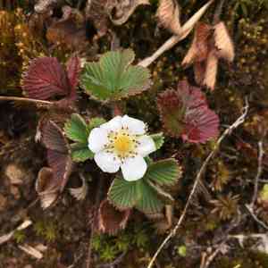 Nilgiri strawberry(Fragaria nilgerrensis)