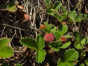 Nilgiri strawberry(Fragaria nilgerrensis)