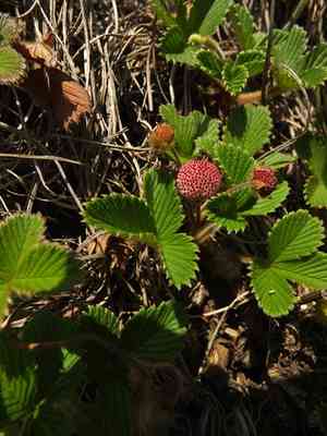Nilgiri strawberry(Fragaria nilgerrensis)