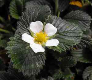 Nilgiri strawberry(Fragaria nilgerrensis)